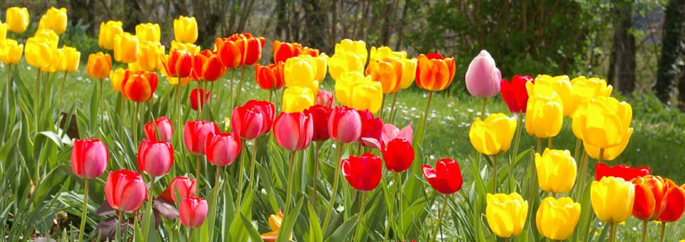 champs de tulipes