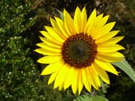 fleur tournesol