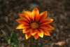 fleur orange