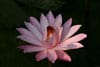 fleur de lotus